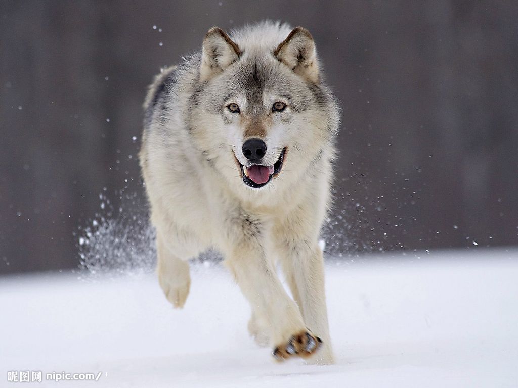 Wolf Husky Dog