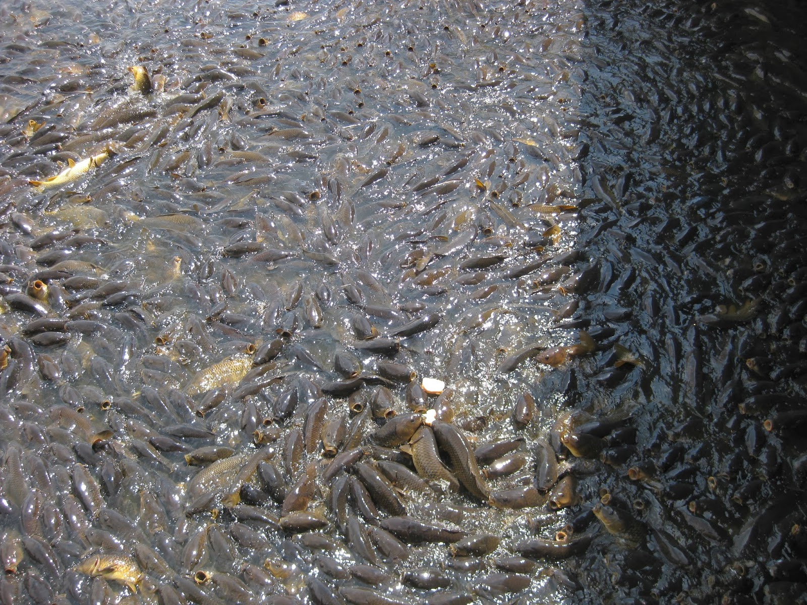 Exploring Crawford County Linesville Spillway (where the ducks walk on