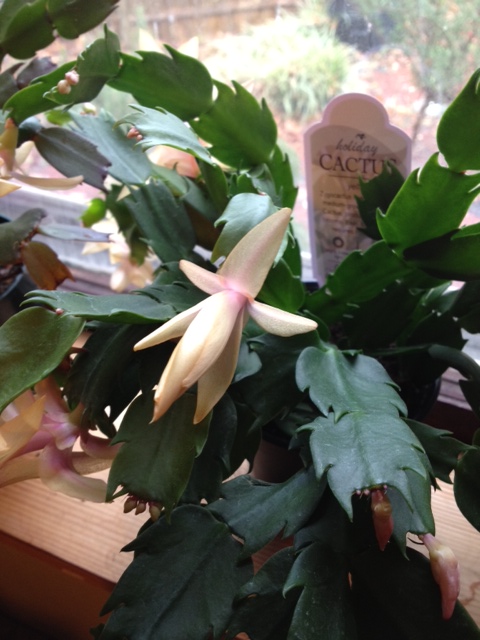 Ramblin With Am Garden Bloggers Bloom Day Dec 2012 Yellow Christmas Cactus And Green Fall