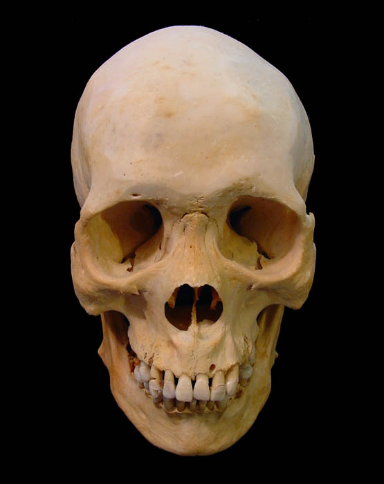 Bone Skull