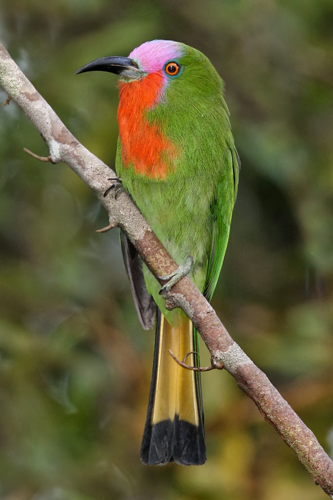 4.+Red+bearded+Bee+eater.jpg