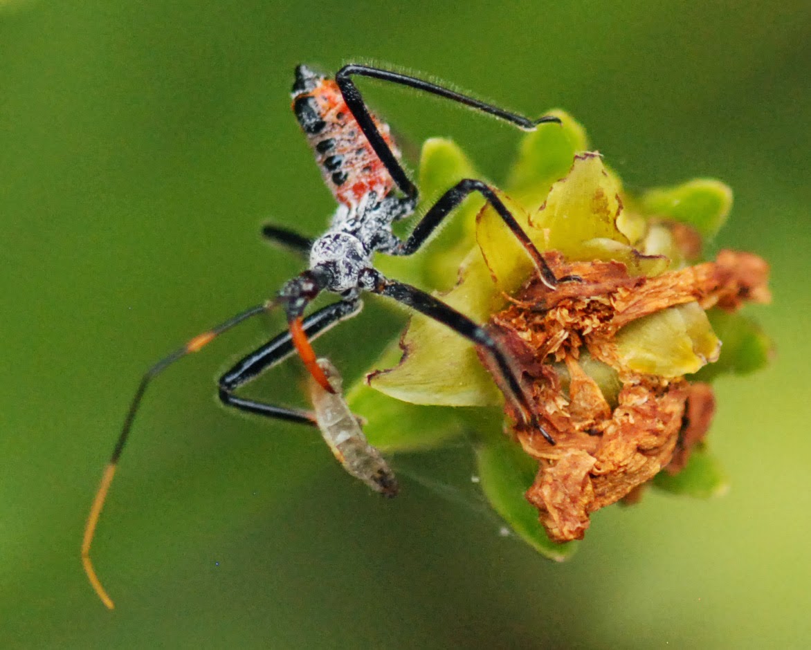 Gaia Garden Wheel Bugs Growing Up....