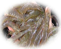 Udang Vaname