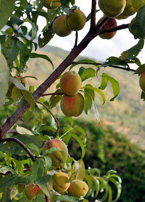 Peach Tree in Castagnoli, Italy - Photo by Taste As You Go