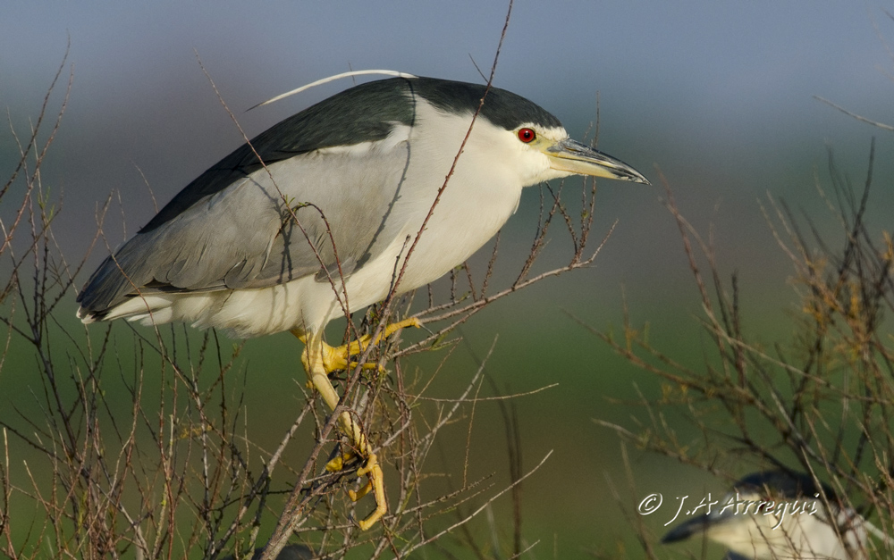 Martinete, Nycticorax nycticorax, Black-crowned Night Heron Martinete, Nycticorax nycticorax, Black-crowned Night Heron