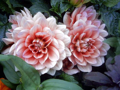 Site Blogspot Wallpaper Android on Indian Celebrity Zoon New Beautiful Flowers Wallpaper