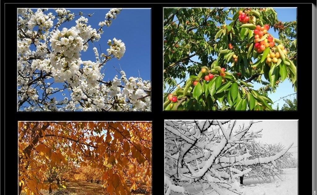 Nature Four Seasons: Four Seasons Of This Year