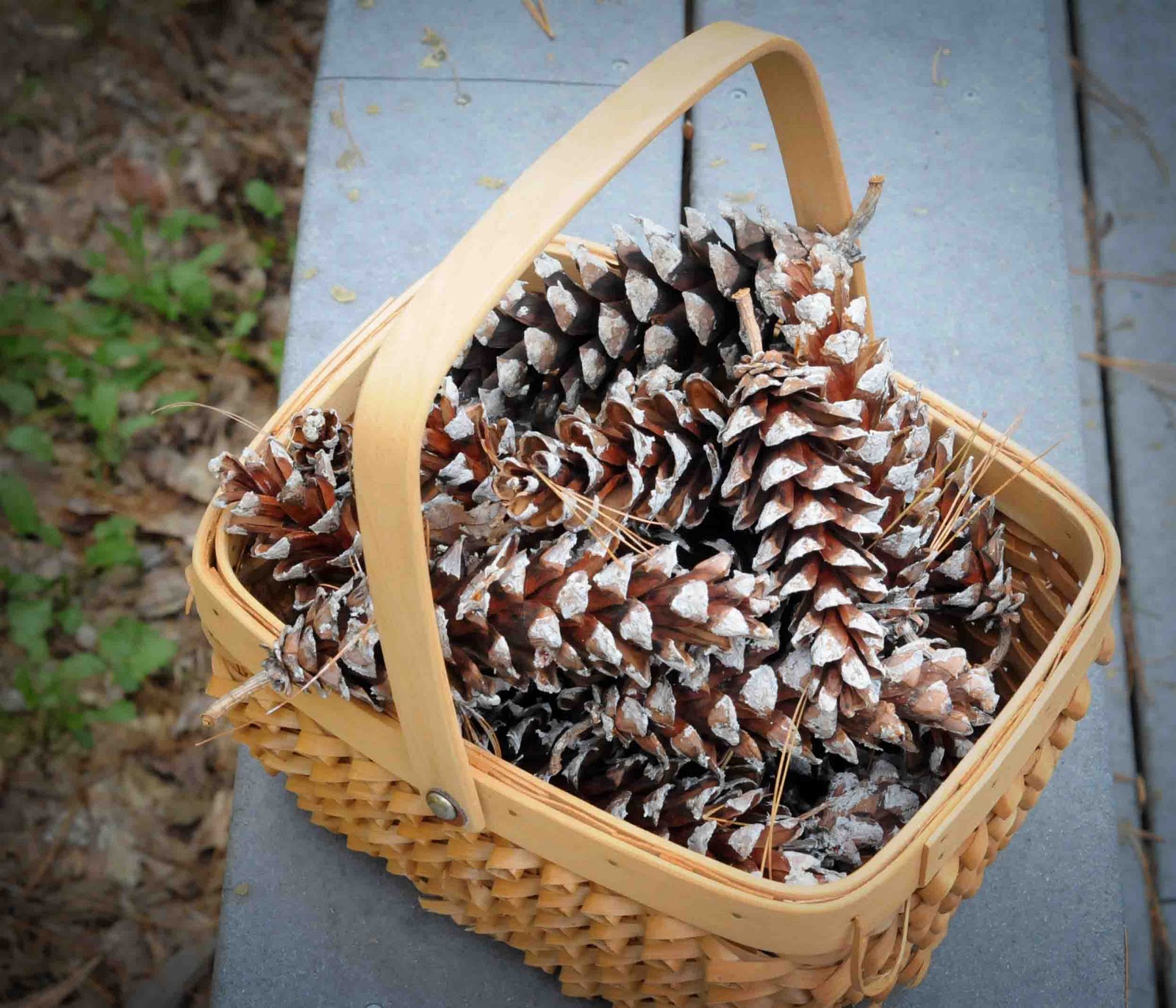 gonna stuff a chicken ideas for pine cone christmas peanut outdoor christmas decorations