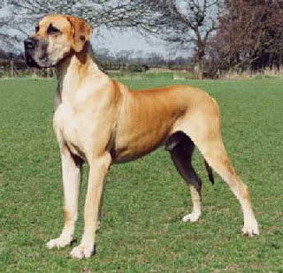 greate dane dog interesting facts 