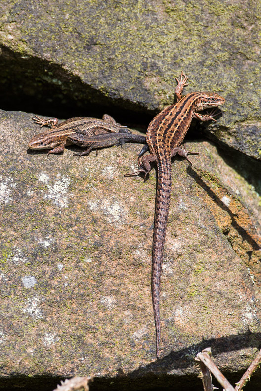 Darley Dale Wildlife Family portrait Common Lizard