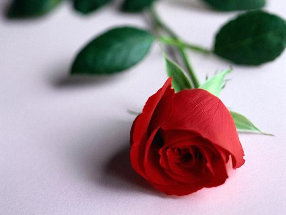 Cute rose wallpaper gallery - ONLINE NEWS ICON