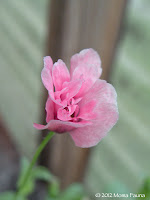 Miniature poppy in the greenhouse.