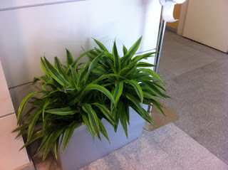Chelmsford MA indoor office plant care and maintenance design;