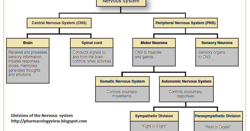 Pharmacology: Division Of Human Nervous System