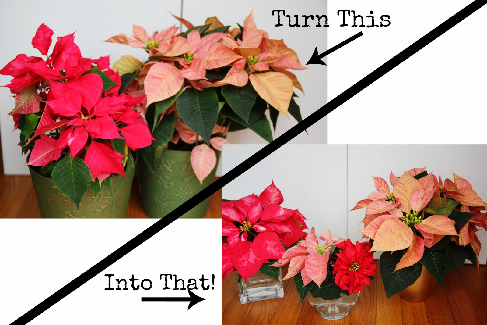 this too peicd projects even i can do use poinsettias as fresh what to do with poinsettias after christmas