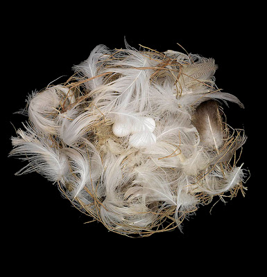 [Image: bird-nests-sharon-beals-08.jpg]