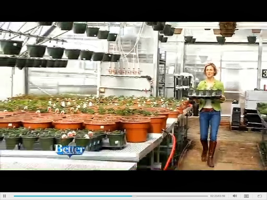 Julie The Garden Fairy Greening Up The Greenhouse