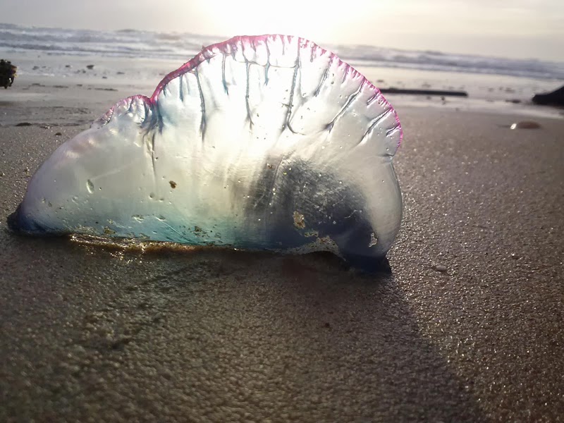 CUADERNO DE CAMPO de El Treparriscos Fisalia, La Fragata Portuguesa.