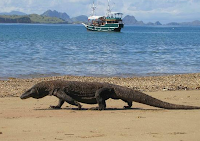 komodo dragon