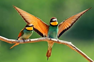 Dünyada en fazla bulunan kuş türü hangisidir?