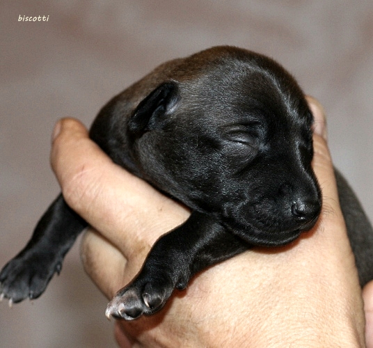 Biscotti Italiensk mynde valp selges / IG male puppy available