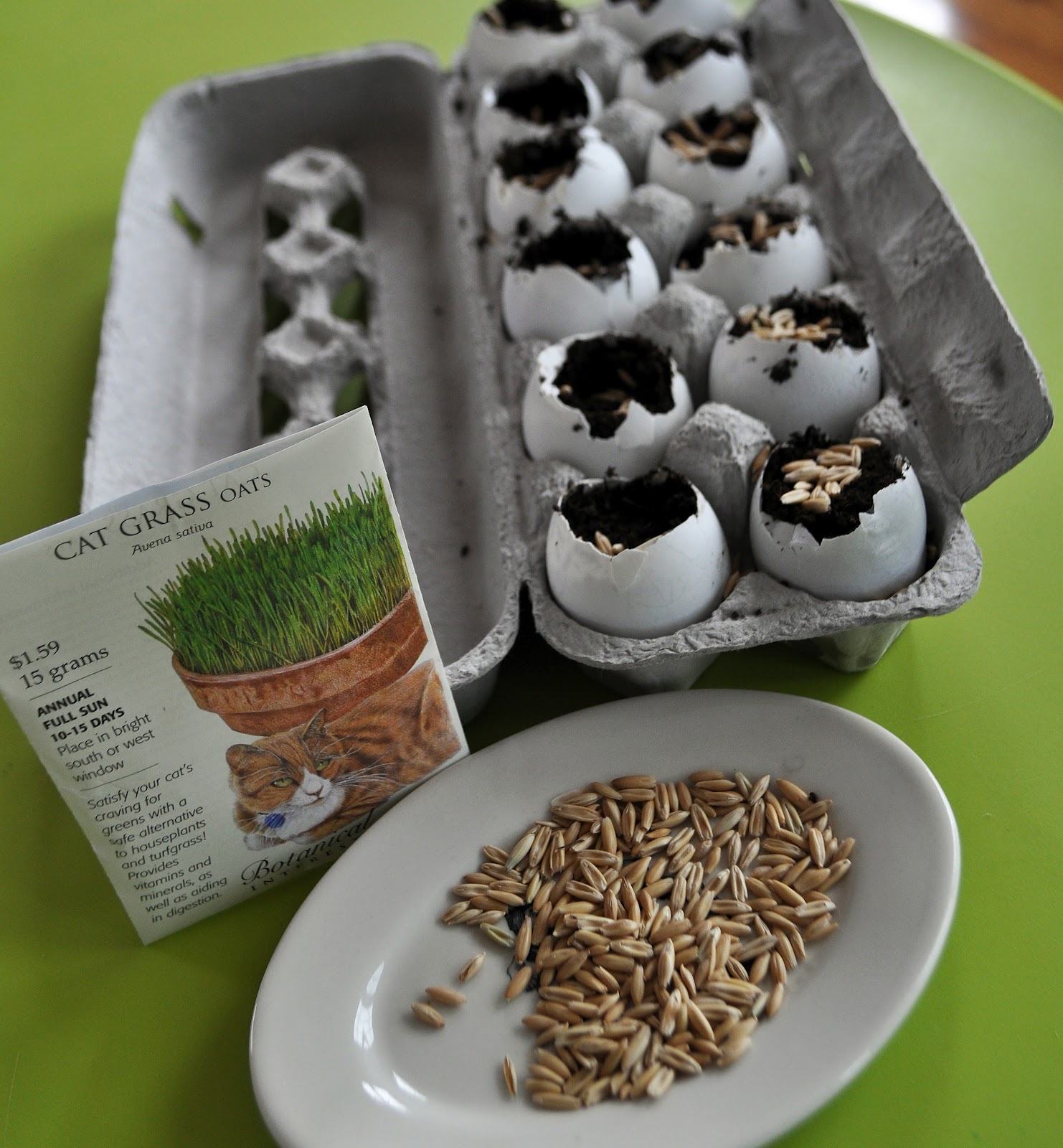 The Little Legers Planting Grass Seed in Eggshells