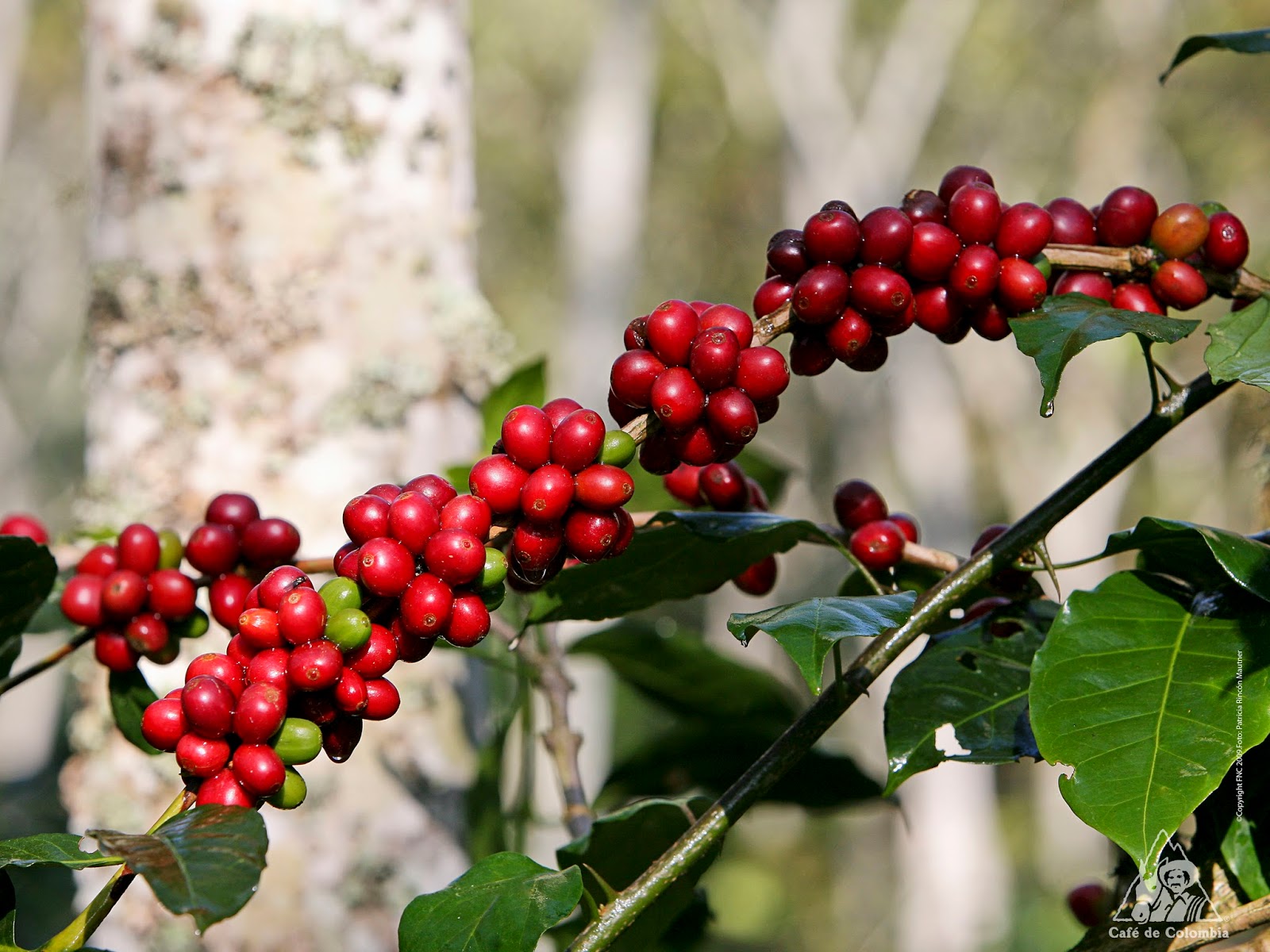 Marca De Cafe Clover Valley Marca De Cafe Clover Valley