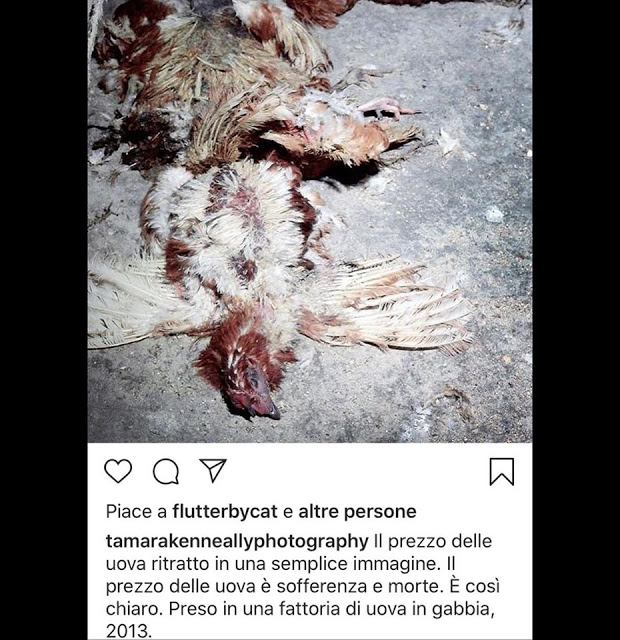 �� Il prezzo delle uova ritratto in una semplice immagine. Il prezzo delle uova è sofferenza e mort