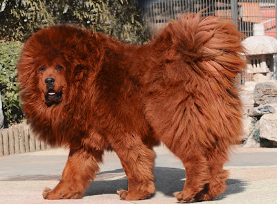 Tibetan Mastiff Mastim Tibetano
