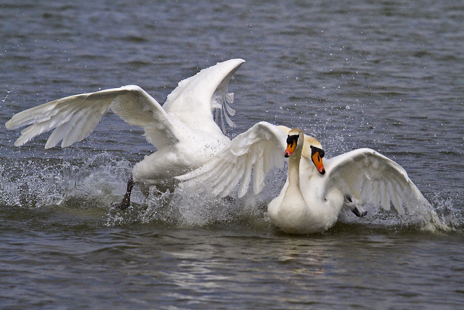 PETER'S PORTFOLIO..............Bird & Wildlife Photography: Mute Swans
