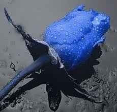Rosa azul...