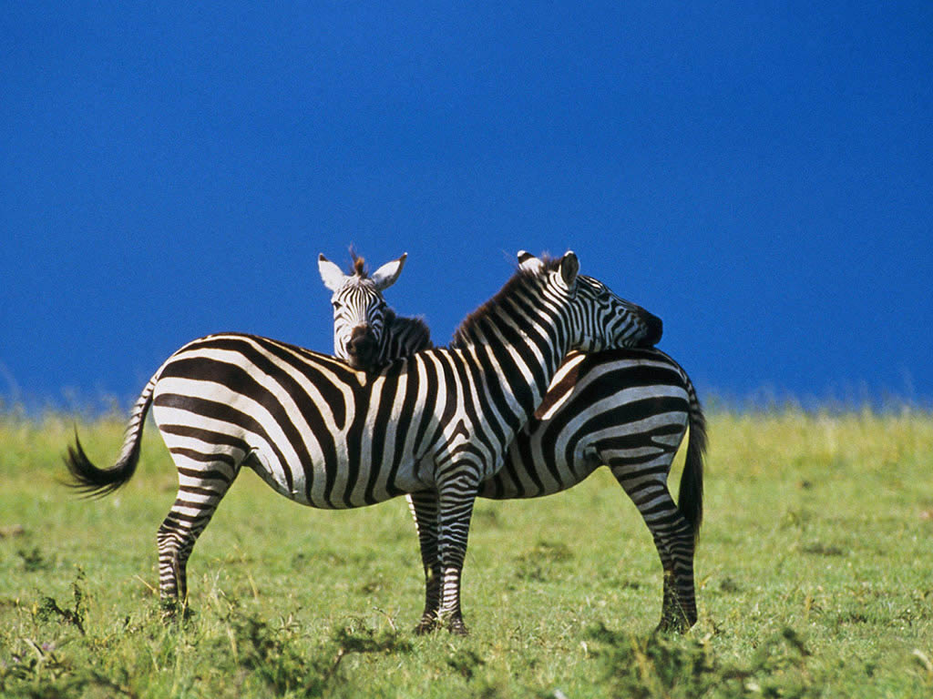 Zebra Wallpapers 521 Entertainment World