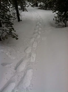 Snowshoe tracks