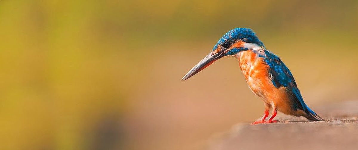 bird photography tutorial bird photography tutorial