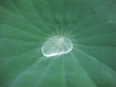 lotus leaf bumps, repel water, lotus effect