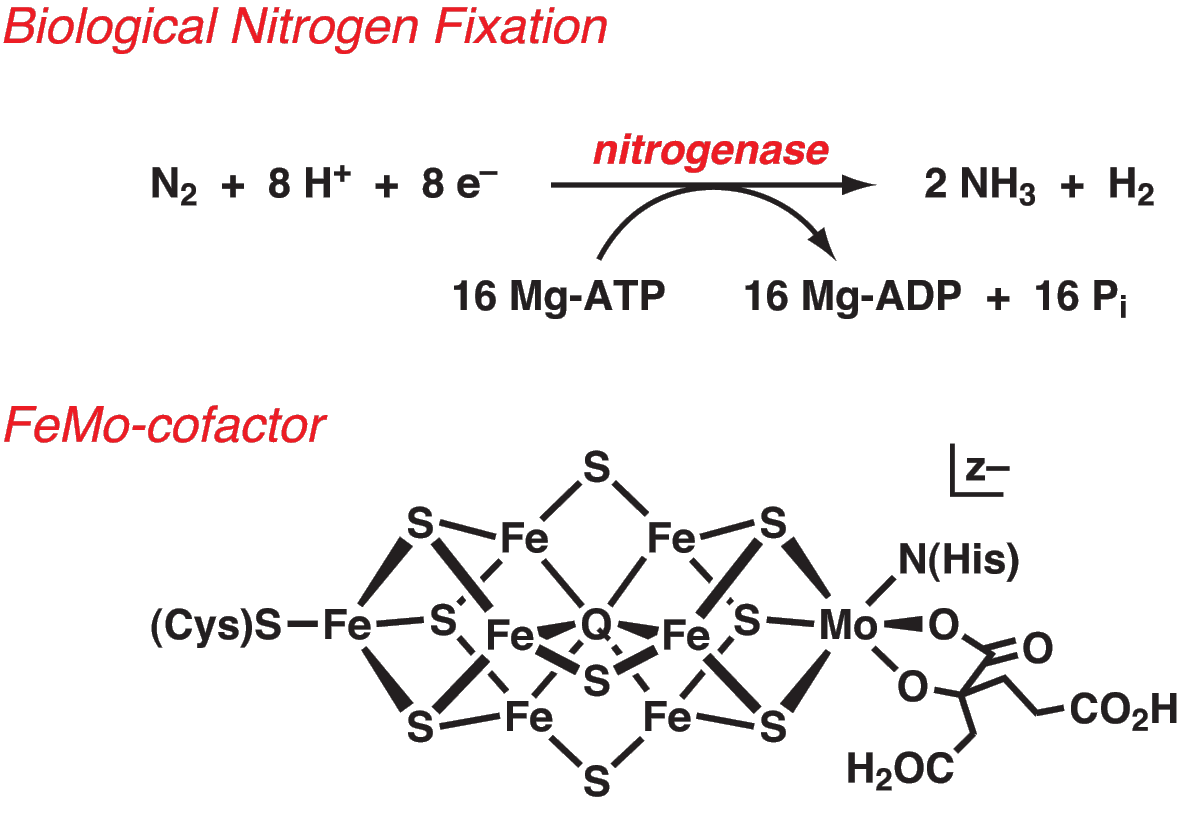 IB Biology/Chemistry IB Biology on Microbes, Biotechnology