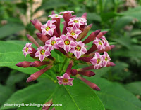 Cestrum x cultum
