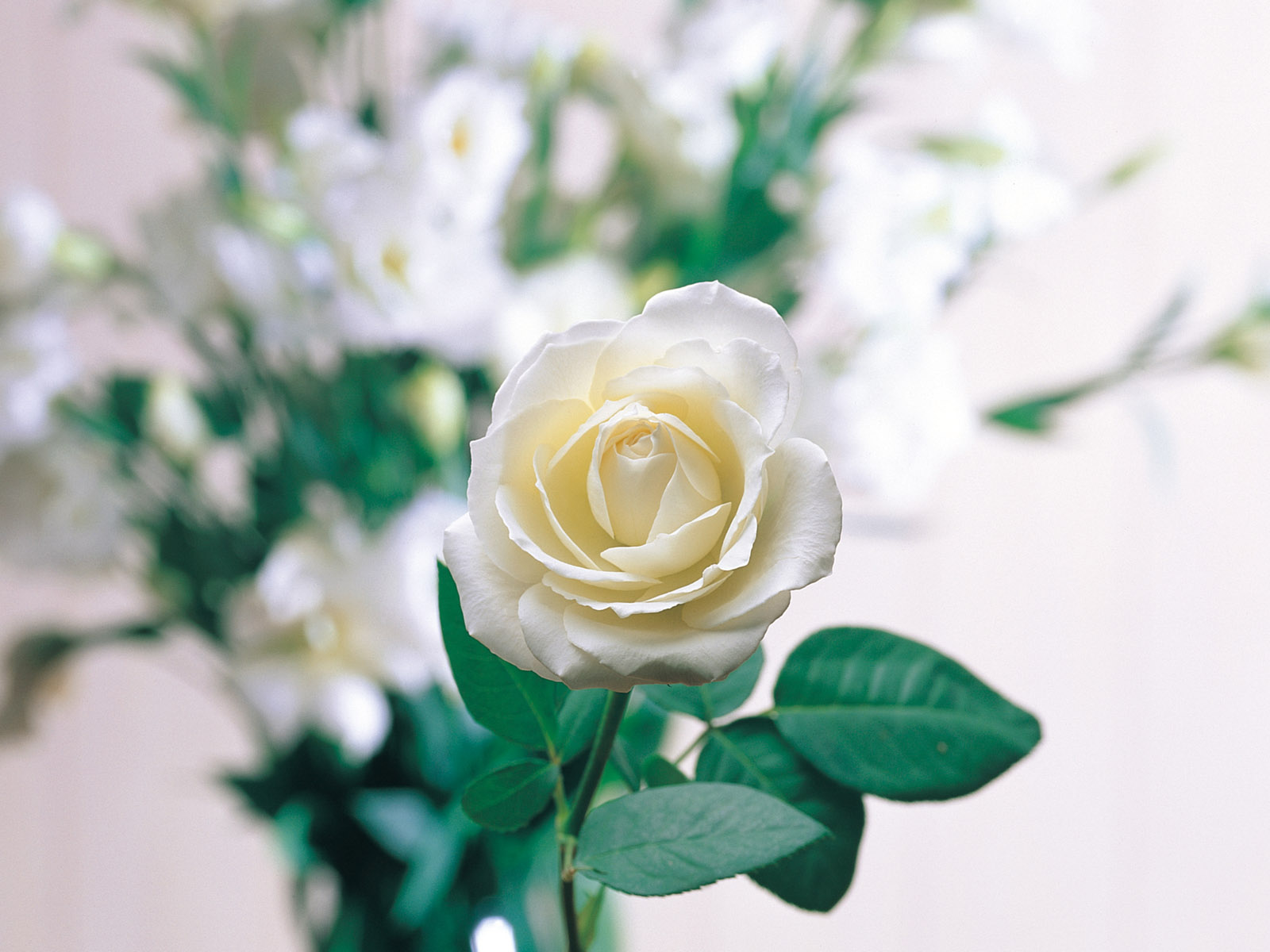 Loving White Rose Flowers Wallpapers Entertainment Only