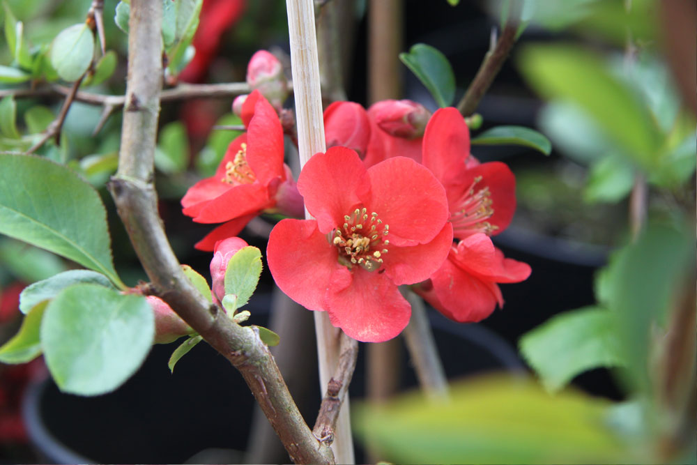 Euonymus Variegated Climbing 058 Jpg 1600 1067 Vaxter