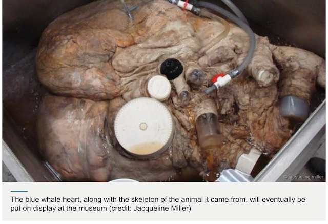 Wow Viral!: See the world's biggest heart