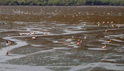 Flamingo Festival,16 April 2011,Sewri Jetty