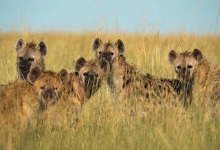 Hyena Pictures