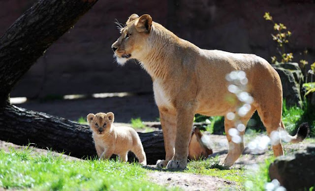 Animals With Babies | Baby Animals