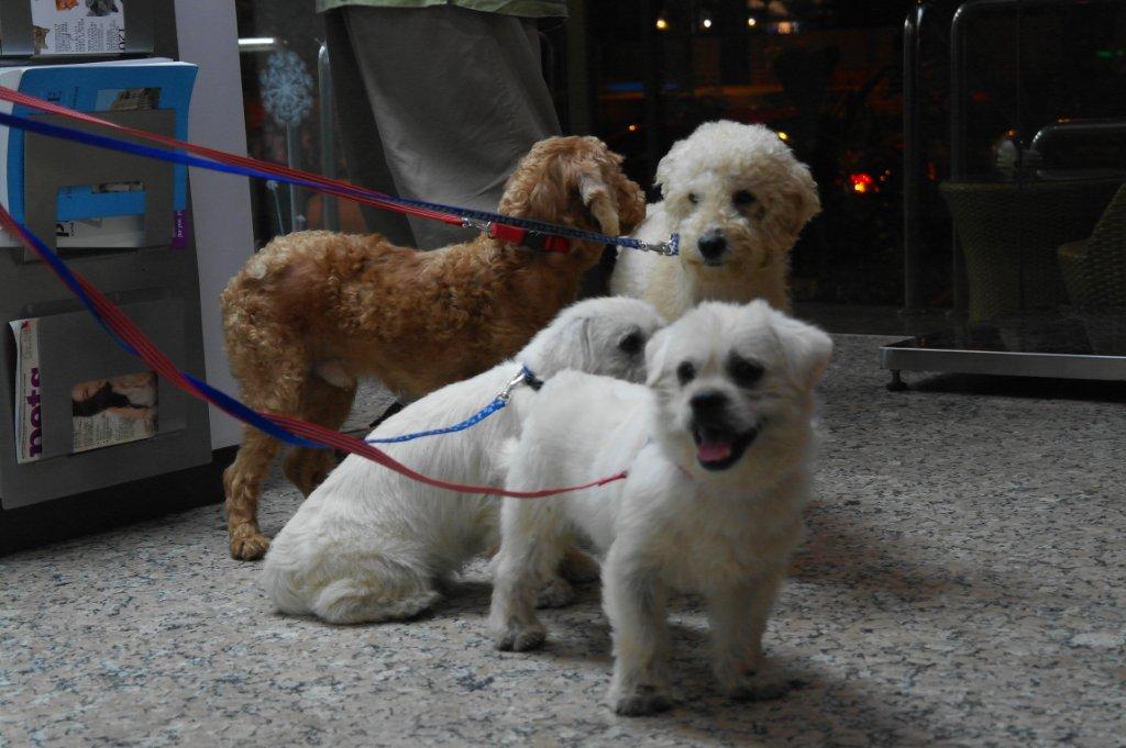 HOPE Dog Rescue: Stop Breeding Misery