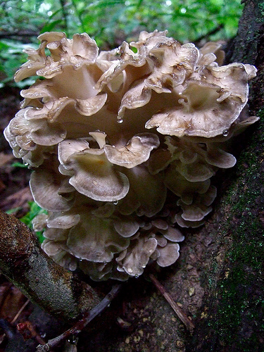Anti Cancer Effects of Maitake Mushroom | Bartlett Acupuncture & Herbal