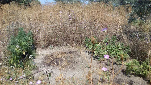 Λίμνη: Συνελήφθη 58χρονος καλλιεργητής δενδρυλλίων κάνναβης - Δείτε ΦΩΤΟ
