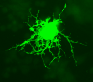 Oligodendrocyte cell Picture of an Oligodendrocyte cell