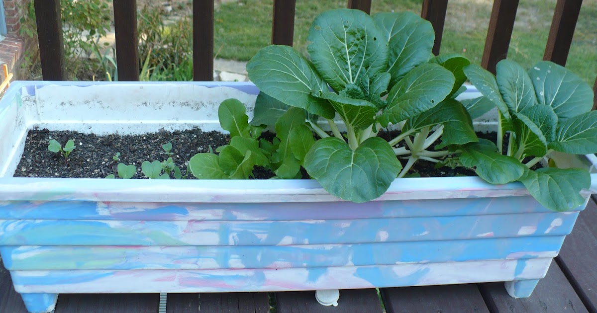 The Tasty Cheapskate Five Great Foods to Plant in Pots