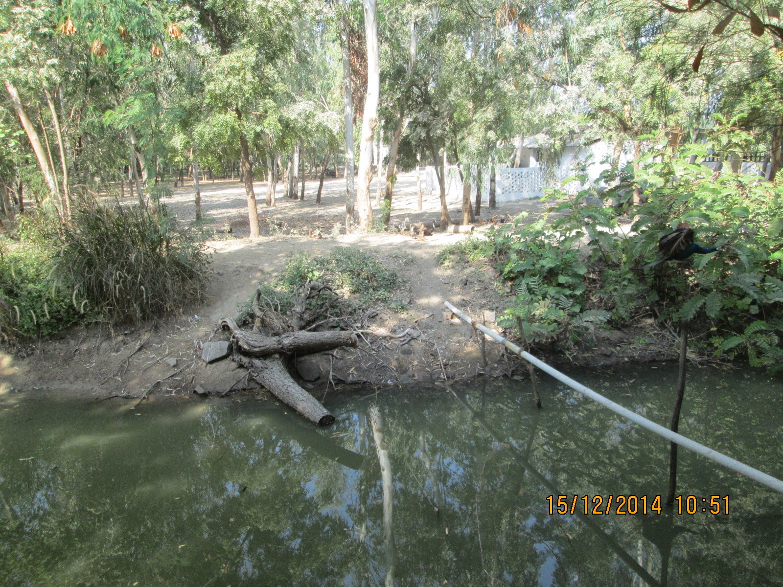 A large fresh water pond bordering "Rann Riders" resort.