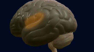 cerebro-humano